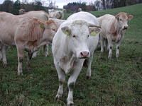 Cattle breeding